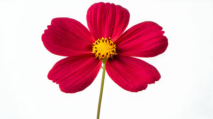 Poster - Red cosmos flower, isolated, white background, botany