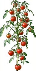 Wall Mural - Lush tomato plant heavily loaded with ripe red fruits ready for picking in a vibrant garden : Generative AI