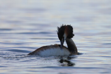 Wall Mural - grebe