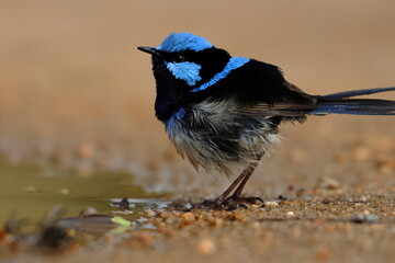 Wall Mural - fairy wren