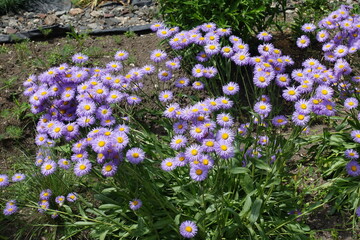 Wall Mural - Dozens of violet flowers of Erigeron speciosus in June