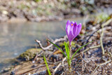 Fresh single crocus flower close-up on the bank of a forest pond in early spring