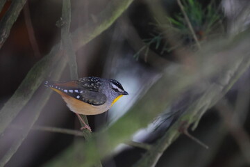 Wall Mural - spotted pardalote