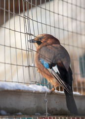 Wall Mural - A bird is perched on a fence, looking at the camera