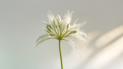 Poster - delicate white flower with intricate petals illuminated by soft light in a serene setting during mor