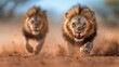 © JoxyAimages - Two majestic lions charge forward, exuding raw power and primal energy in a breathtaking display of strength and grace that captivates the essence of wild nature.