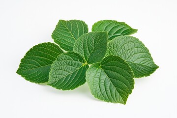 Poster - A collection of green leaves on a white background