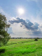 Wall Mural - field of grass with a tree in the foreground