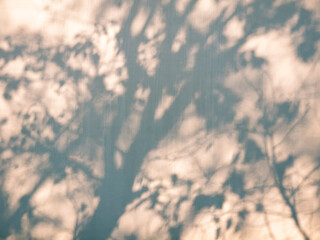 Aufkleber - Tree branch shadow silhouette on wall warm light Nature abstract background 
