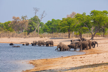 Herd of African elephants (Loxodonta africana) drinking, bathing and playing in the famous horseshoe bend of the Kwando river, Bwabwata national park, Namibia