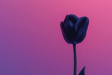 Poster - Elegant black tulip on a gradient purple and pink background, symbolizing beauty, elegance, and nature for floral design or greeting cards