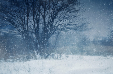 Wall Mural - fantasy winter landscape with trees in blizzard