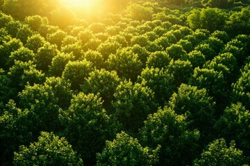 Wall Mural - Lush Green Forest with Sunlight Streaming Through Tree Canopy for Nature Imagery