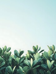 Poster - Lush Green Foliage Against a Soft Sky Creates a Sense of Calm and Natural Beauty