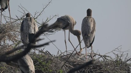 Wall Mural - Storks Nesting on Dry Branches