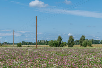 Wall Mural - landscape with pink and white flower meadow, electricity poles, blue sky in summer