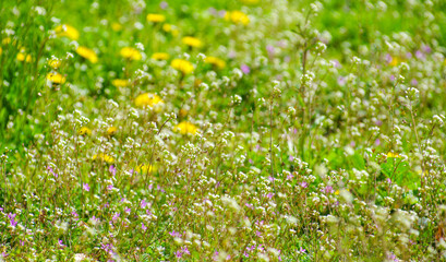 Wall Mural - abstract blossom flowers on field