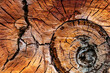 © Tetra Images - Close-up of cross section of old tree trunk