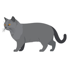 Sticker - British Shorthair cat illustration pet art vector