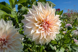 Café au Lait dahlia flower with soft peach and cream petals blooming in a lush green garden