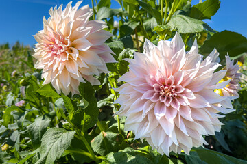 Aufkleber - large Café au Lait dahlia with soft peach and cream petals blooming in a lush green garden