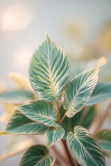 Poster - close-up view of vibrant green leaves with striking patterns during soft sunlight in a calming indoo