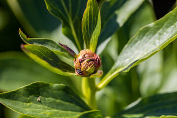 Wall Mural - The gray rot on a peony bud