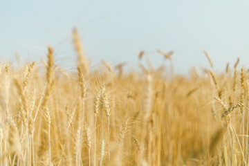 Naklejka na meble Barley in the golden yellow farm