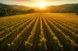 © Lubos Chlubny - Golden sunset illuminating picturesque vineyard landscape in tuscany, italy