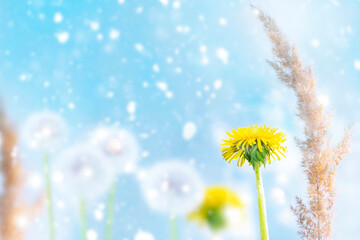 Wall Mural - fluffy dandelion flower against the background of the summer landscape.