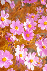 Wall Mural - olorful cosmos flowers on a background of summer landscape.