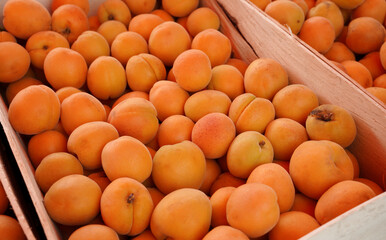 Wall Mural - Ripe tasty apricots in a wooden box. Fresh apricot sold in the market. Fruit natural organic food background.