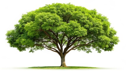 Wall Mural - Lush Green Tree on White Background