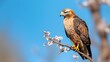 Hawk Embracing the New Season Among Blossoming Flowers