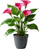 Vibrant Pink Calla Lilies in Grey Pot Lush Green Foliage Indoor Plant Houseplant