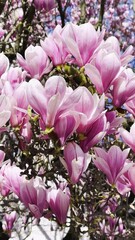 Aufkleber - Magnolia vibrant pink flowers in spring