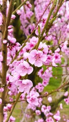 Aufkleber - Pink Peach blossoming tree in spring garden, vertical video