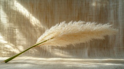 Poster - Soft White Pampas Grass with Delicate Feathers Against a Linen Background in Natural Light