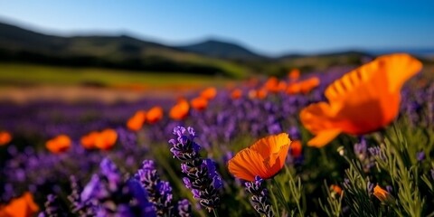 Wall Mural - Vibrant tapestry, lavender and poppy meadow under a cerulean sky landscape