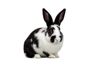 black and white rabbit isolated on white background.PNG