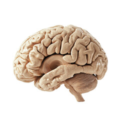 Poster - detailed anatomical model of human brain showcasing its intricate structure and folds, emphasizing complexity of organ