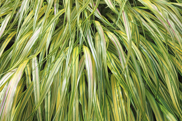 Wall Mural - Macro image of Golden Japanese forest grass, Devon England
