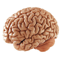 Poster - detailed 3D illustration of human brain showcasing its intricate folds and structure, emphasizing its biological complexity and importance in nervous system