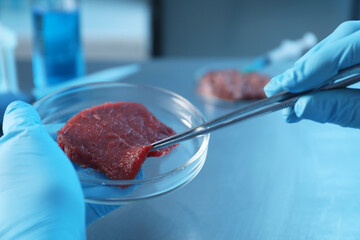 Wall Mural - GMO concept. Scientist with piece of meat at table in laboratory, closeup