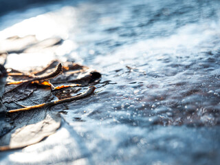 Poster - close up macro shot of fallen leaves on ice surface
