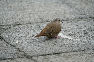 The ruddy ground dove (Columbina talpacoti) is a small New World tropical dove. It is a resident breeder from Mexico south to Brazil, Peru and Paraguay. Fortaleza, Brazil.