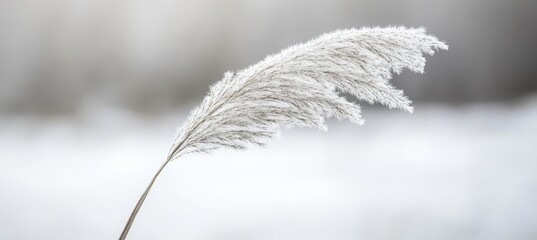 Wall Mural - Single, Delicate Feathery Reed Plant Covered In Frost Amidst A Serene Snowy Winter Landscape