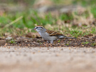 Chipping sparrow on brown rocky sandy ground with grass