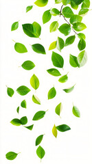 Aufkleber - Fresh green leaves tumbling gracefully from a branch, creating a vibrant and natural composition against a clean white background