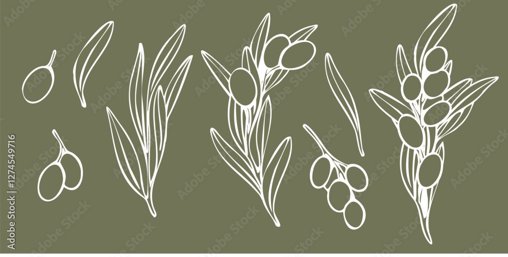 Vector olive tree branch with leaves and olives fruit. Hand drawn ...